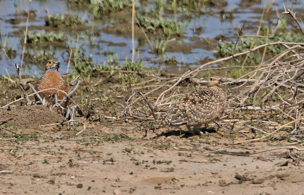 Burchell's Sandgrouse - ML632438773