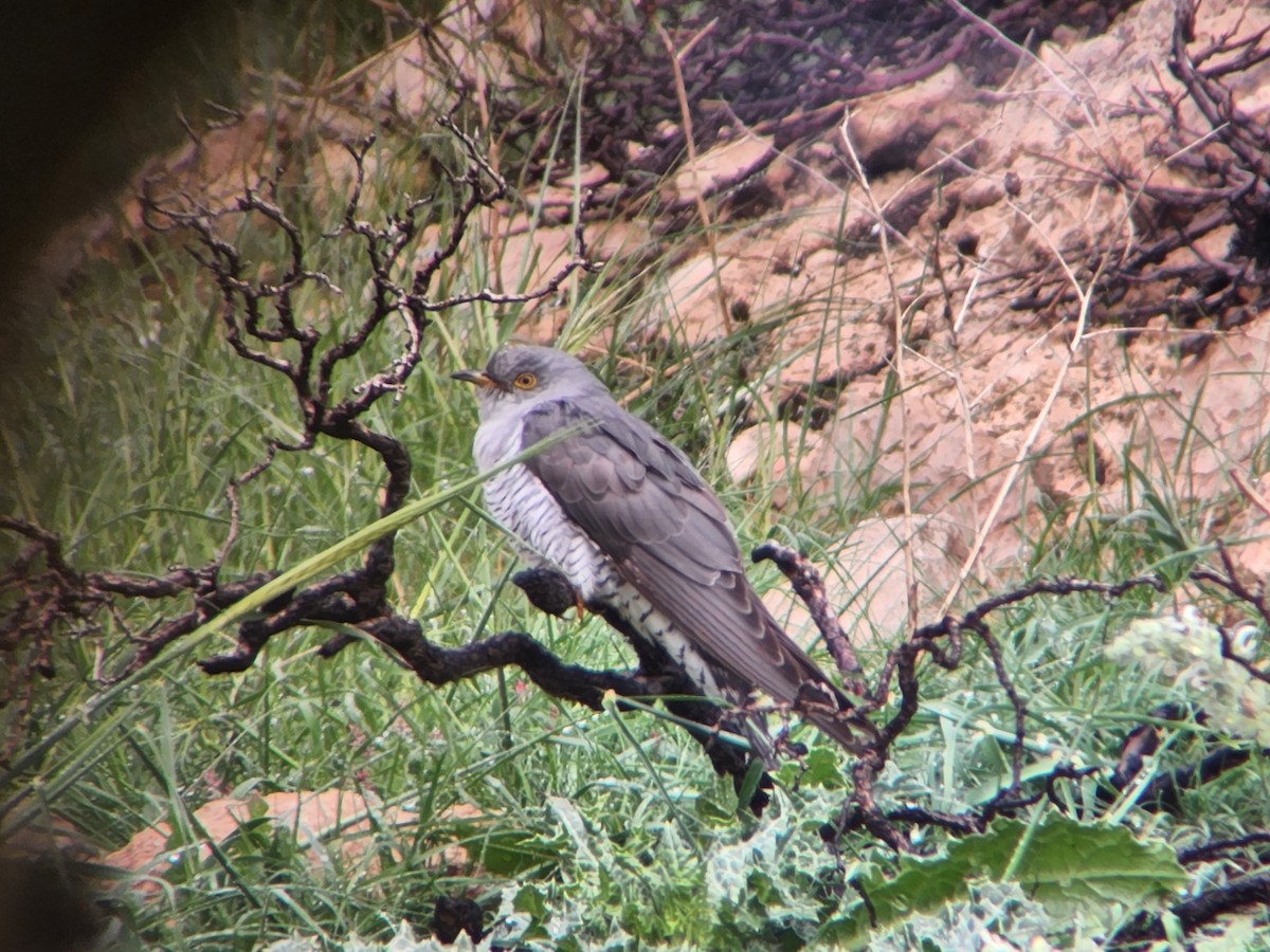 Kuku eurasiarra - ML632438902