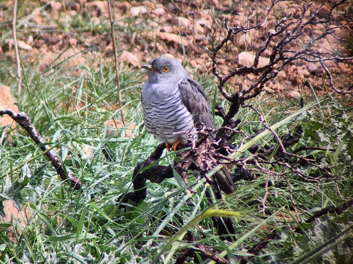 Kuku eurasiarra - ML632438903