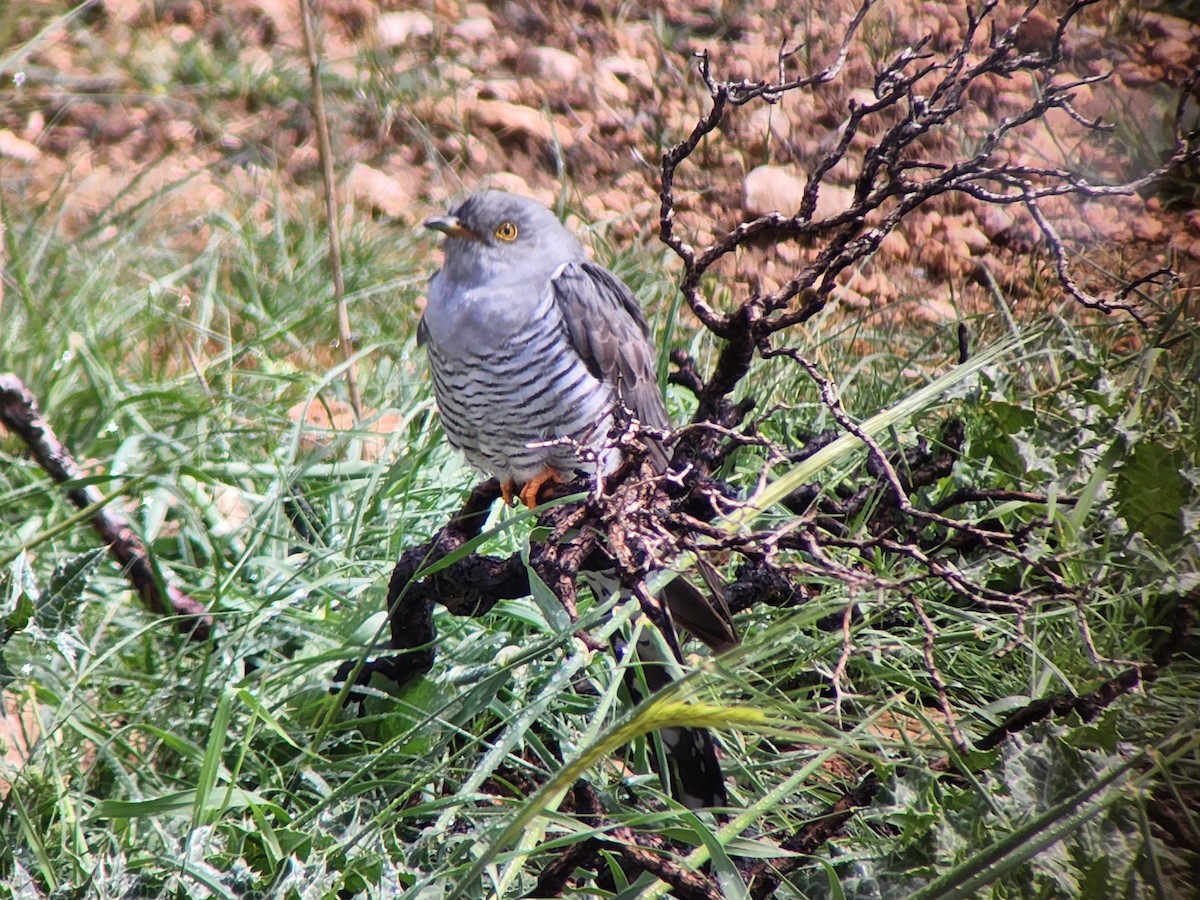 Kuku eurasiarra - ML632438904