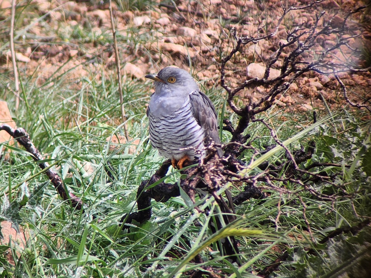 Kuku eurasiarra - ML632438905