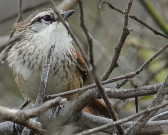 Necklaced Spinetail - ML632438908