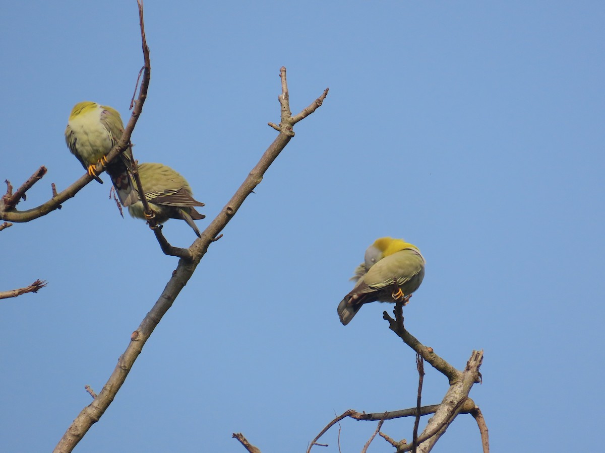 Yellow-footed Green-Pigeon - ML632438978