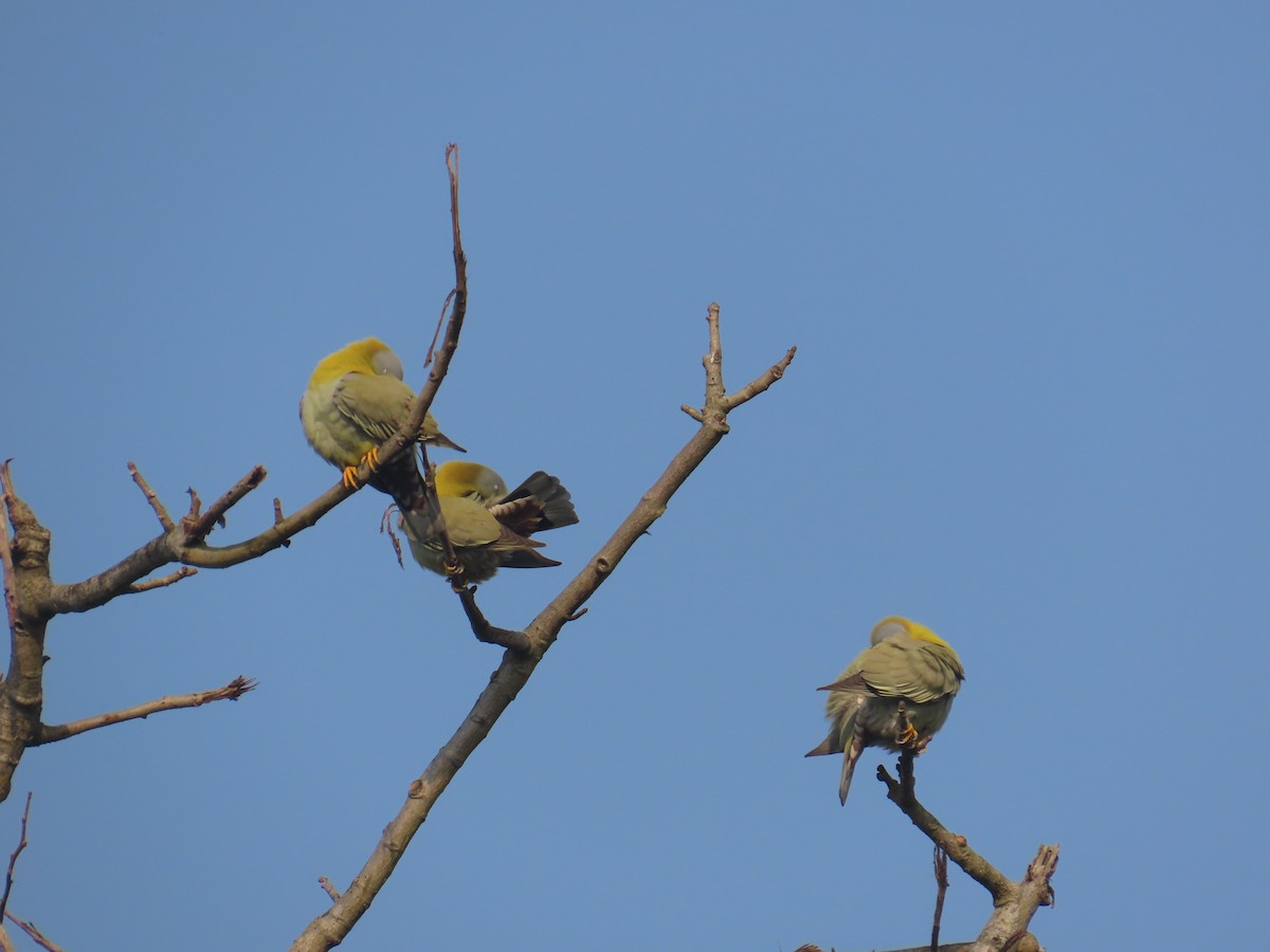 Yellow-footed Green-Pigeon - ML632438979