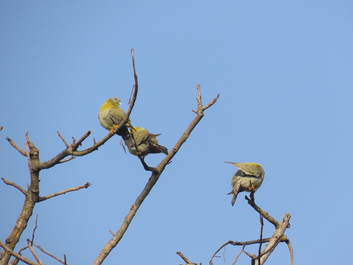 Yellow-footed Green-Pigeon - ML632438980