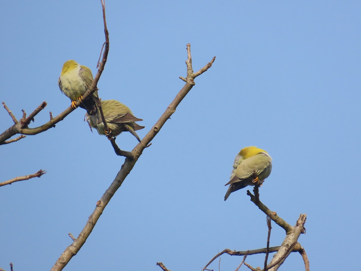 Yellow-footed Green-Pigeon - ML632438981
