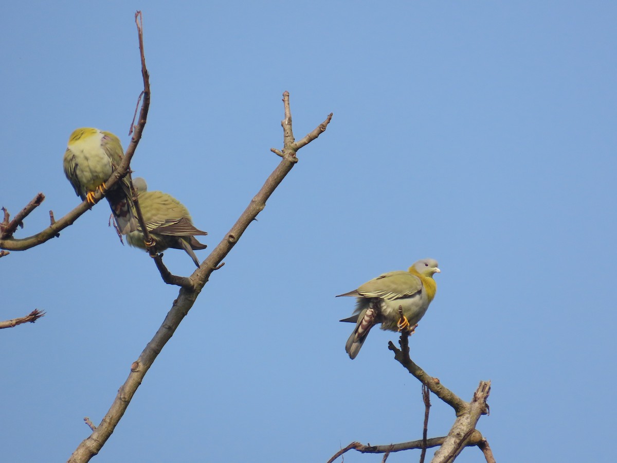 Yellow-footed Green-Pigeon - ML632438982