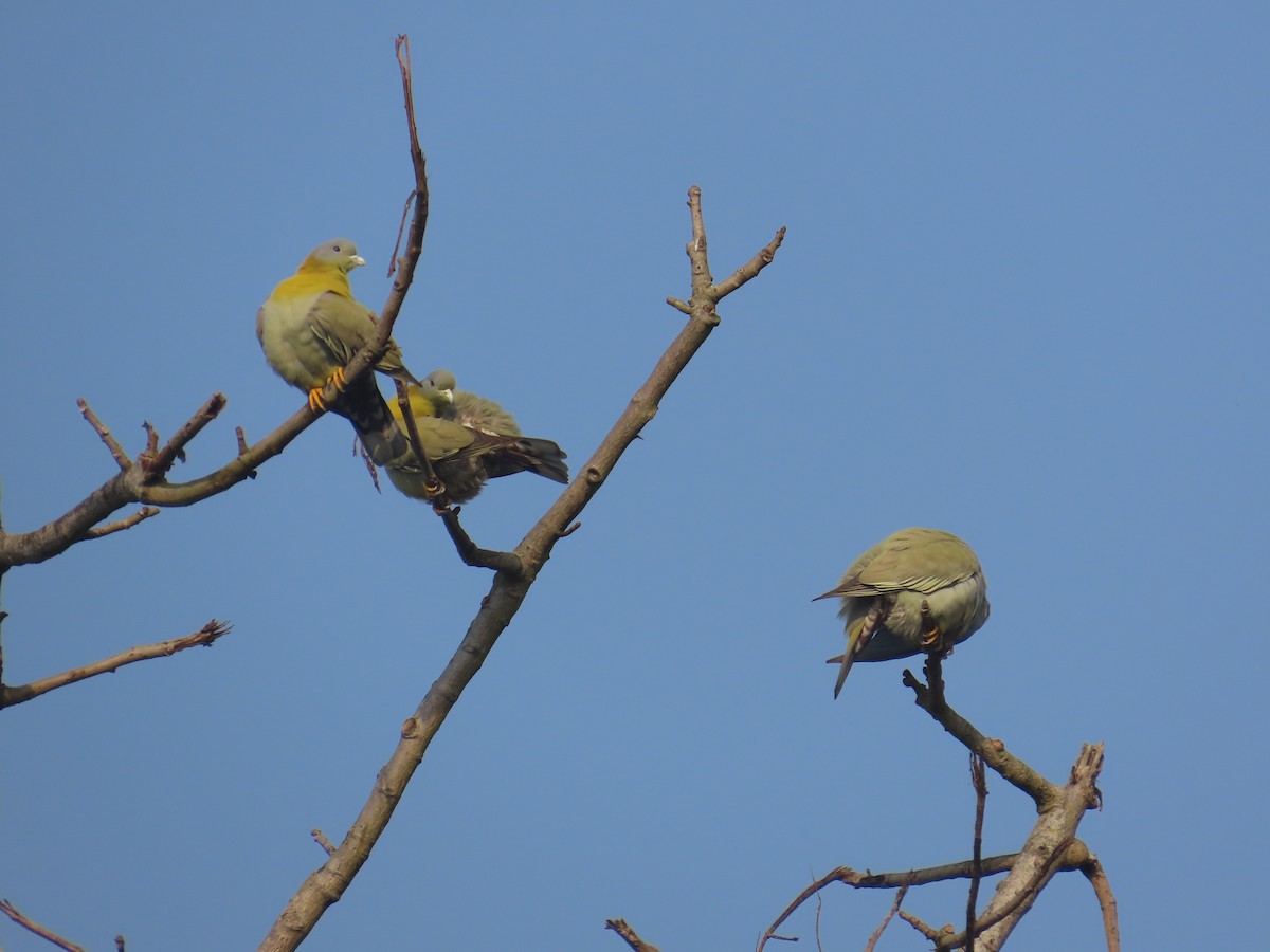 Yellow-footed Green-Pigeon - ML632438983