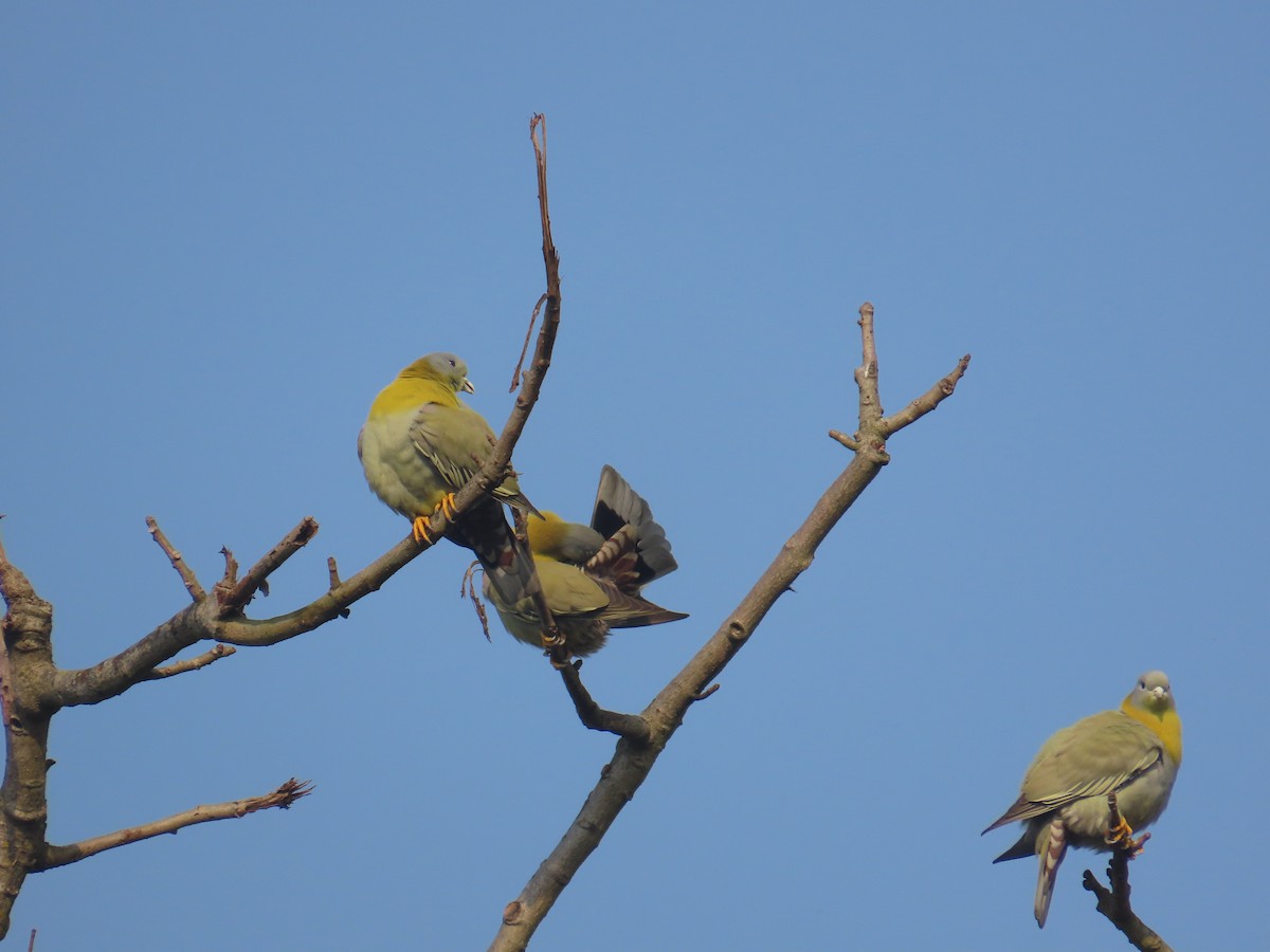 Yellow-footed Green-Pigeon - ML632438984