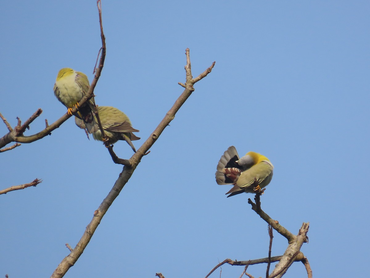 Yellow-footed Green-Pigeon - ML632438985