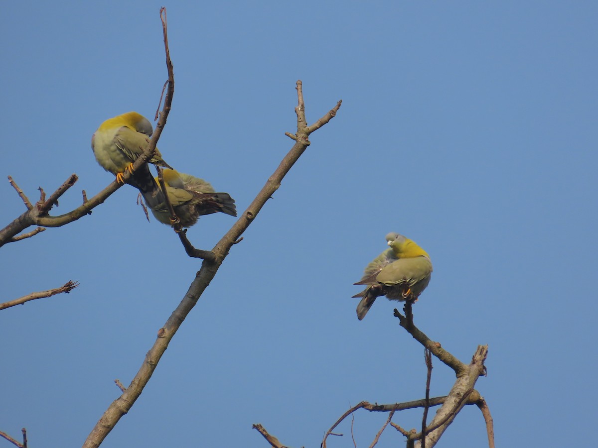 Yellow-footed Green-Pigeon - ML632438986
