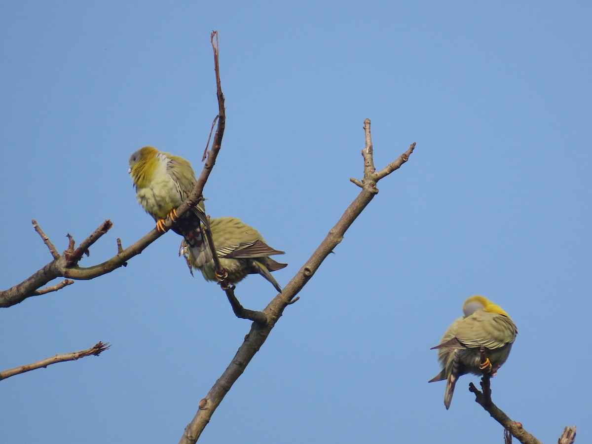 Yellow-footed Green-Pigeon - ML632438987