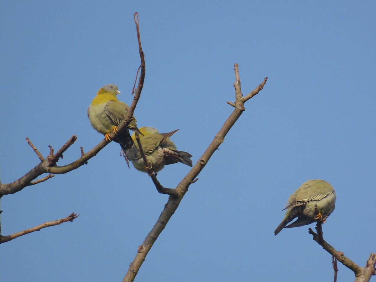 Yellow-footed Green-Pigeon - ML632438988
