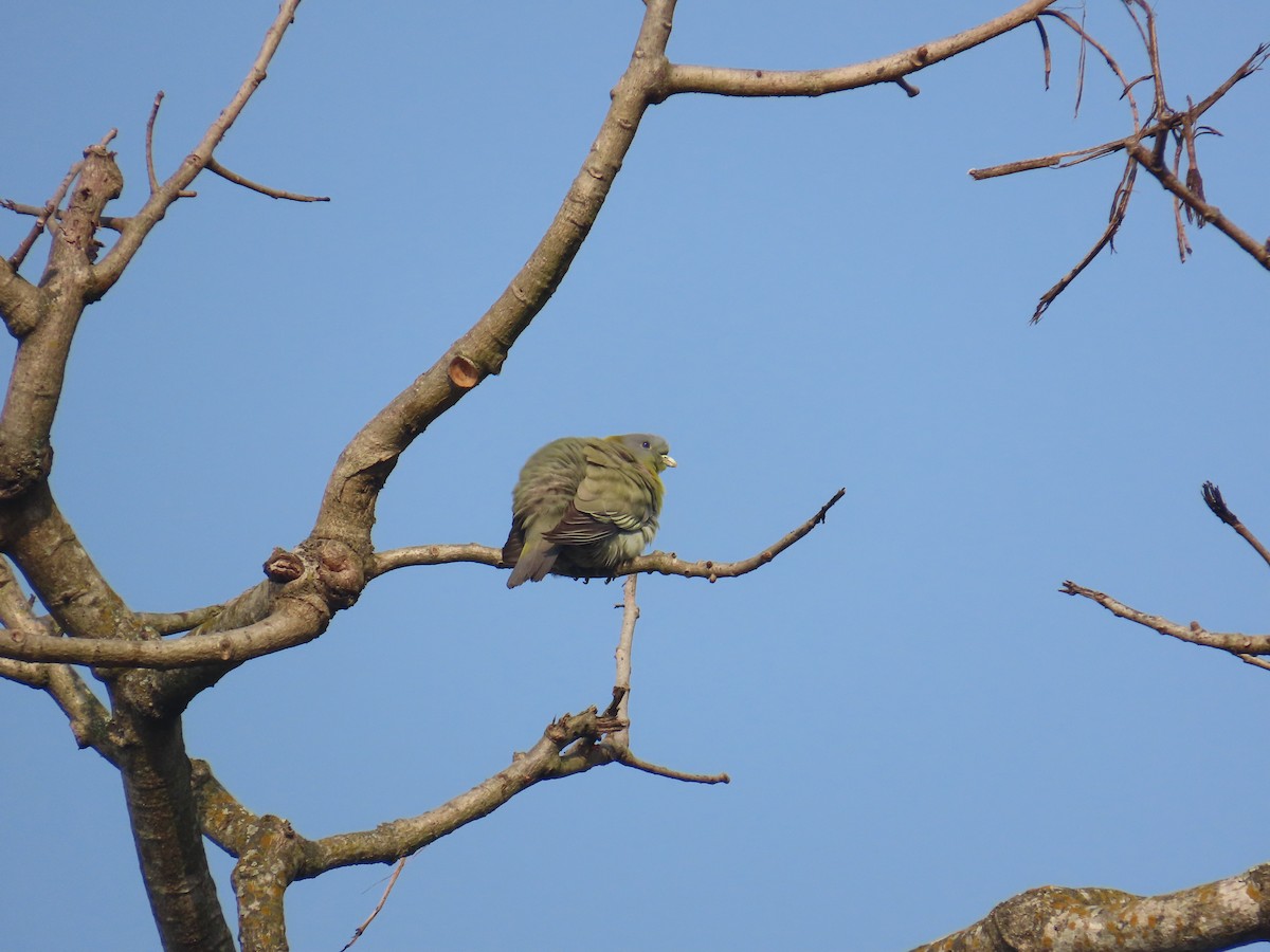 Yellow-footed Green-Pigeon - ML632438989