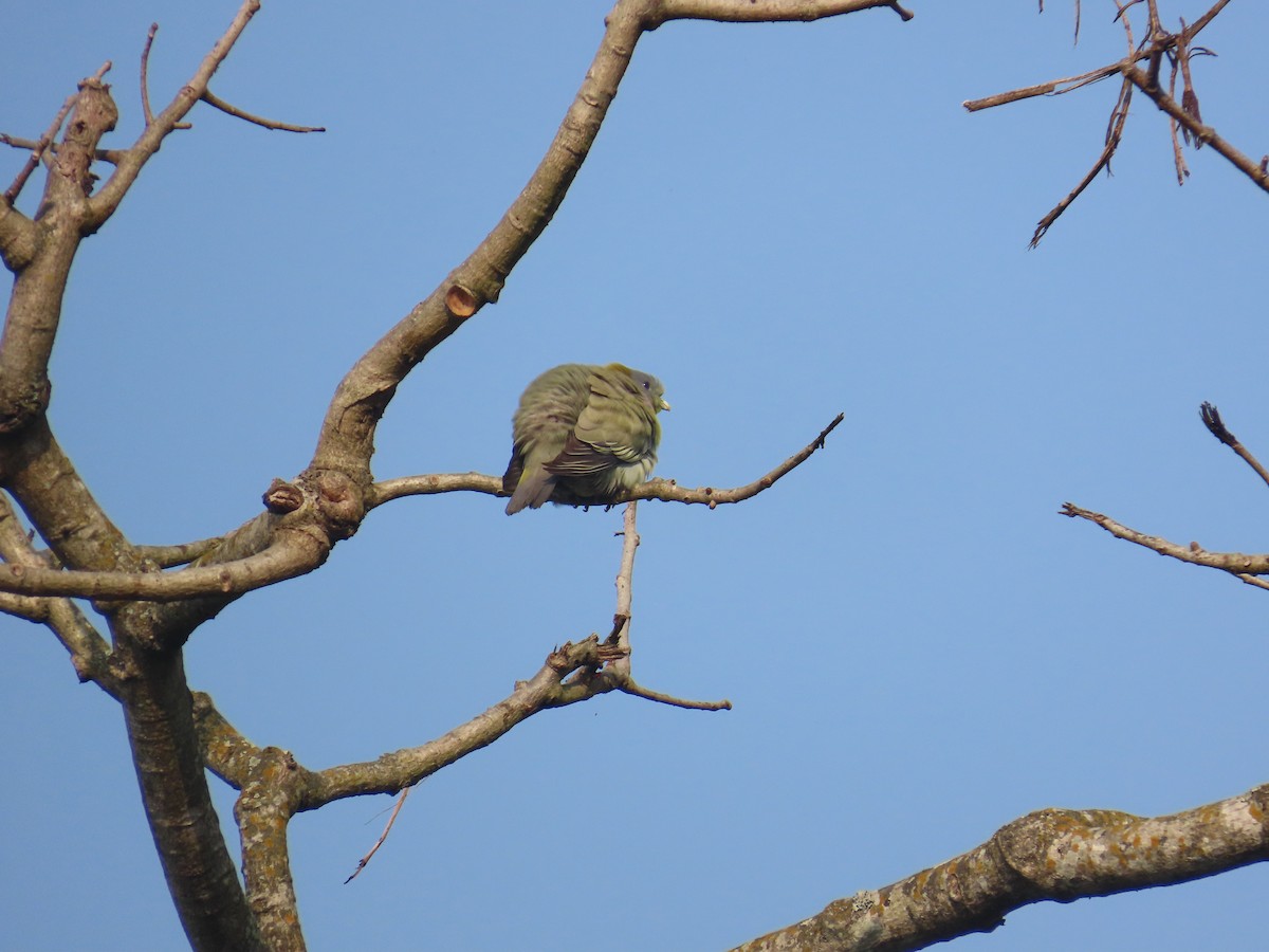 Yellow-footed Green-Pigeon - ML632438990