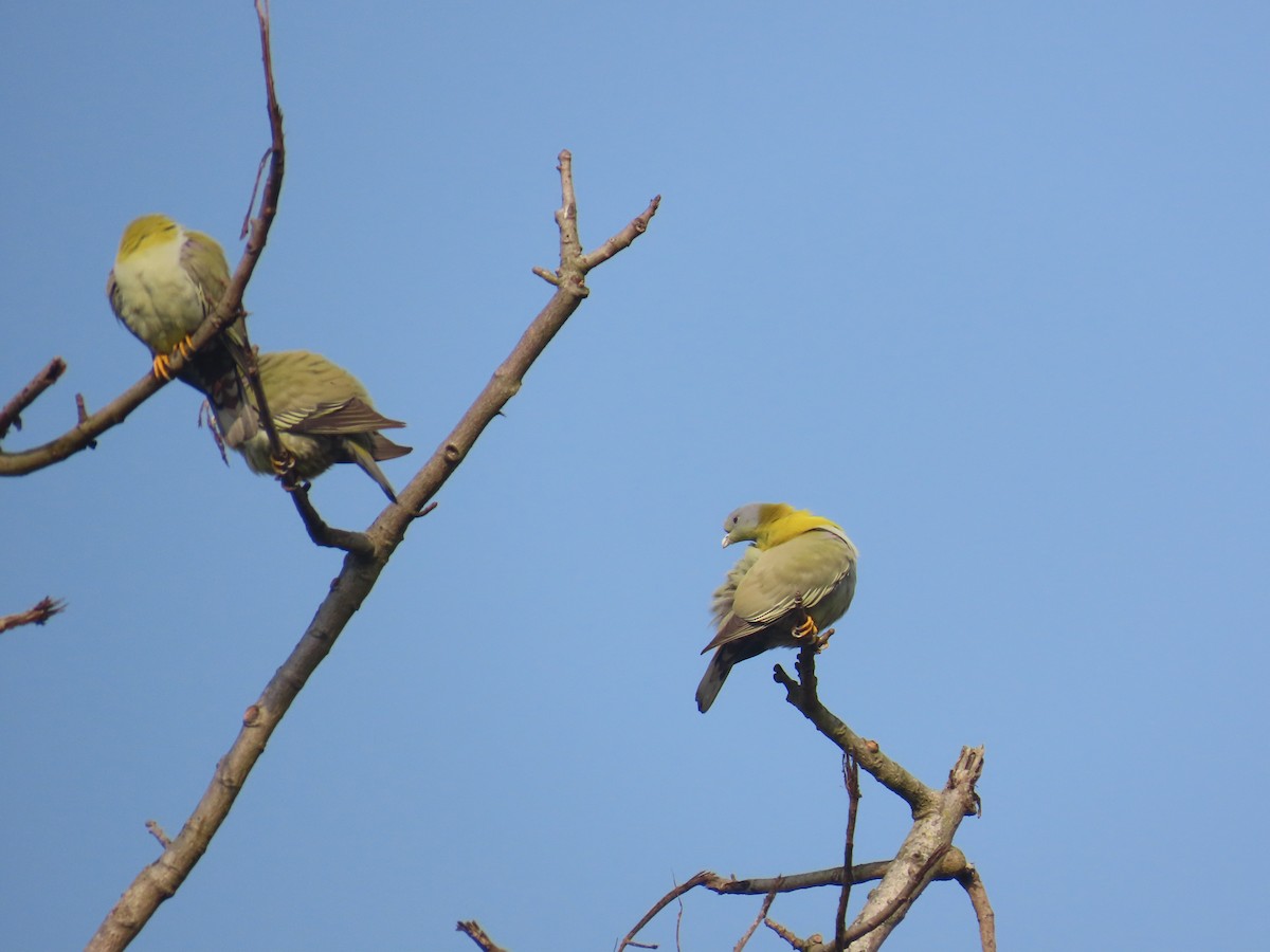 Yellow-footed Green-Pigeon - ML632438991