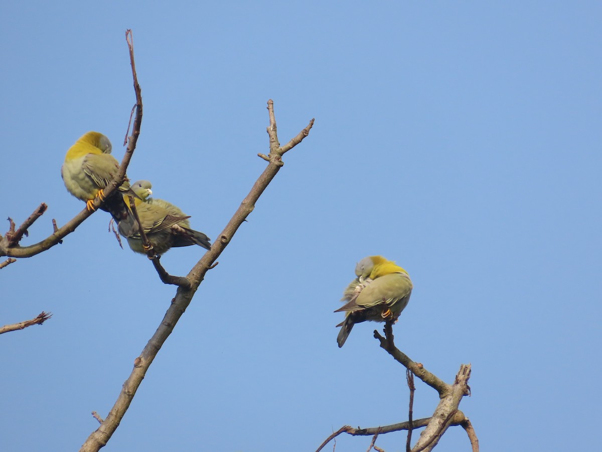 Yellow-footed Green-Pigeon - ML632438992