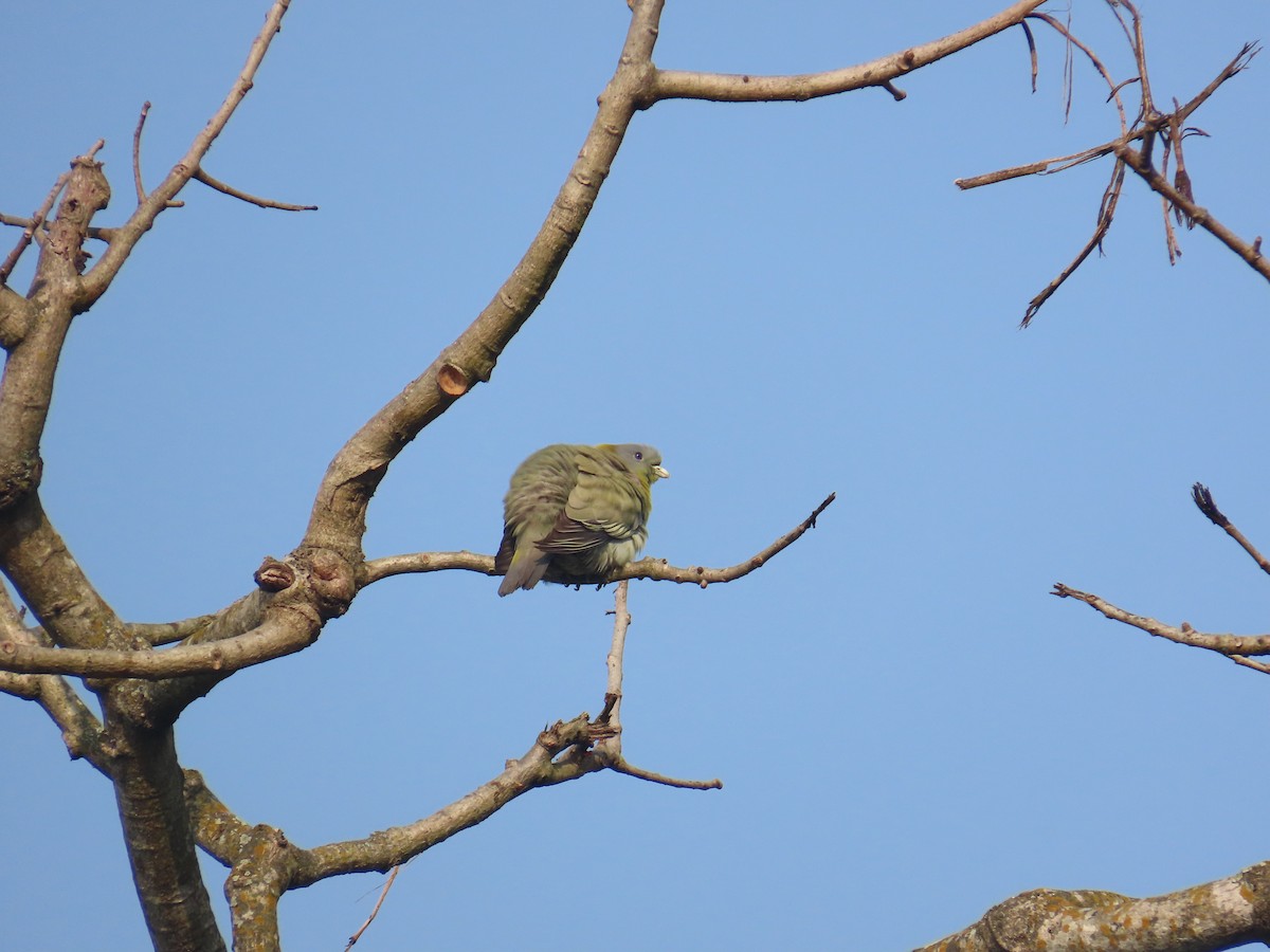 Yellow-footed Green-Pigeon - ML632438993
