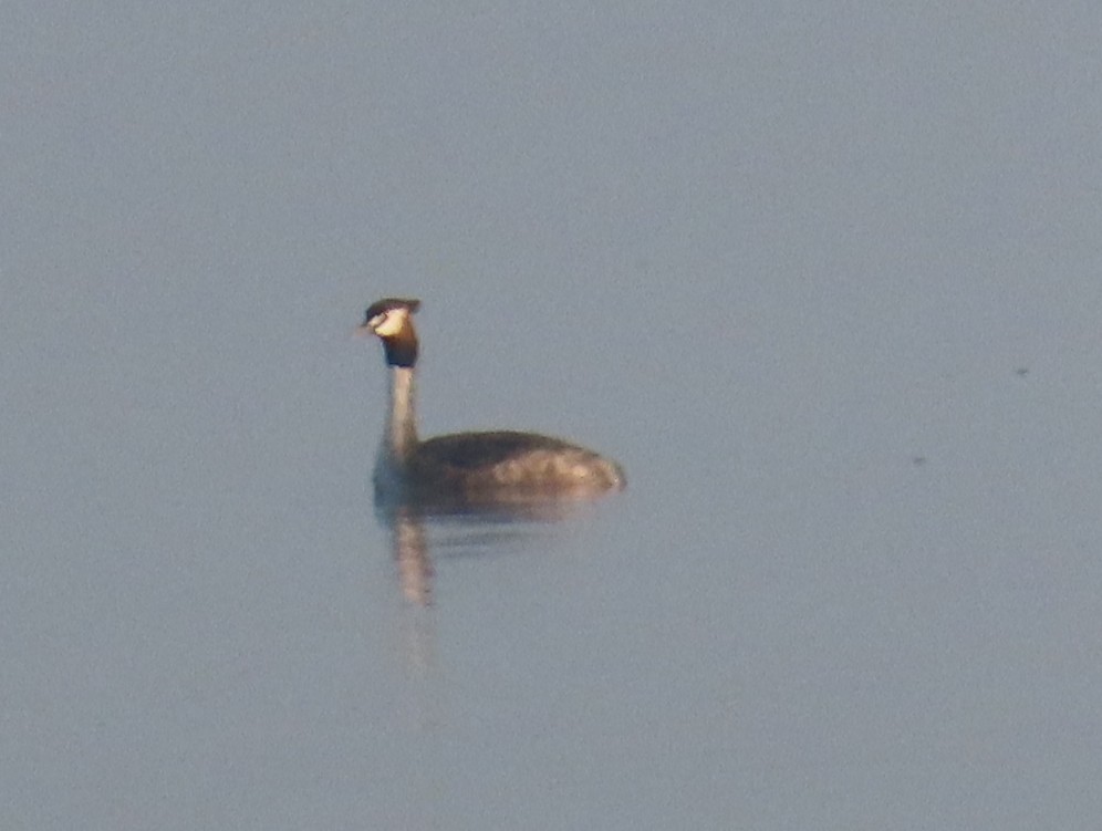 Great Crested Grebe - ML632439013
