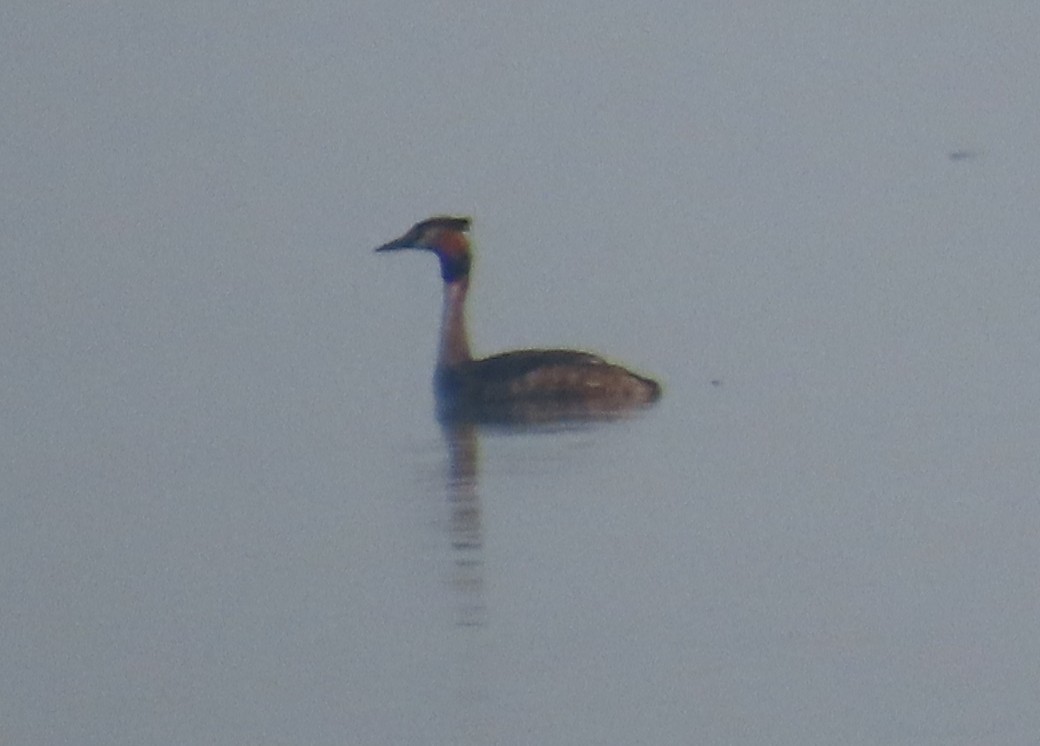 Great Crested Grebe - ML632439014