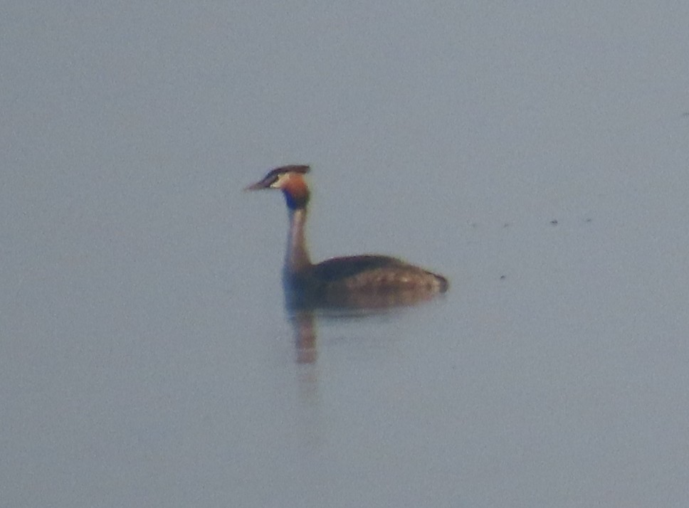 Great Crested Grebe - ML632439015