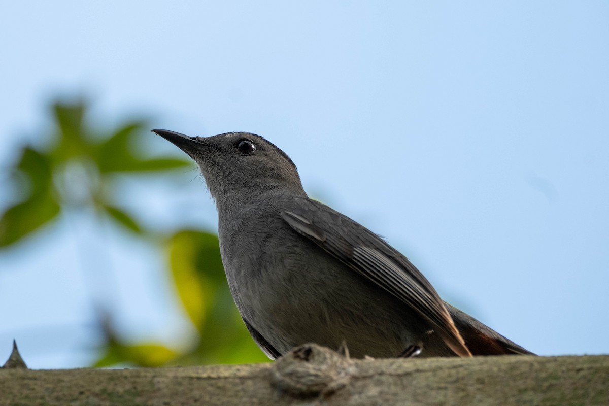 Gray Catbird - ML632439442