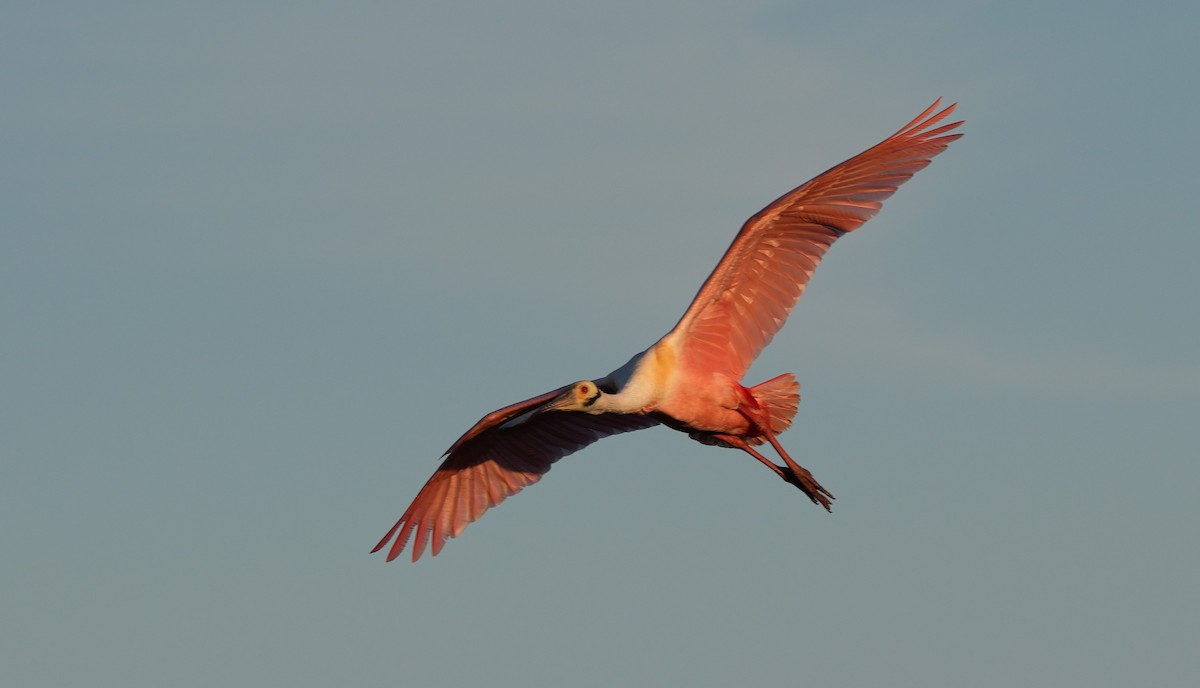 Pembe Kaşıkçı - ML632439468