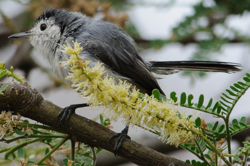 White-browed Gnatcatcher - ML632439578