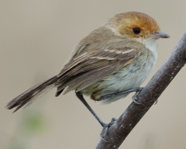 Fulvous-faced Scrub-Tyrant - ML632439623