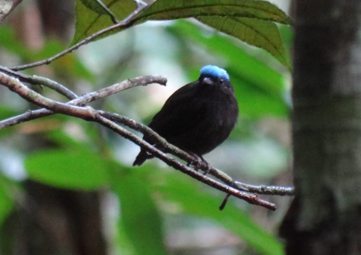 Blue-capped Manakin - ML632439734