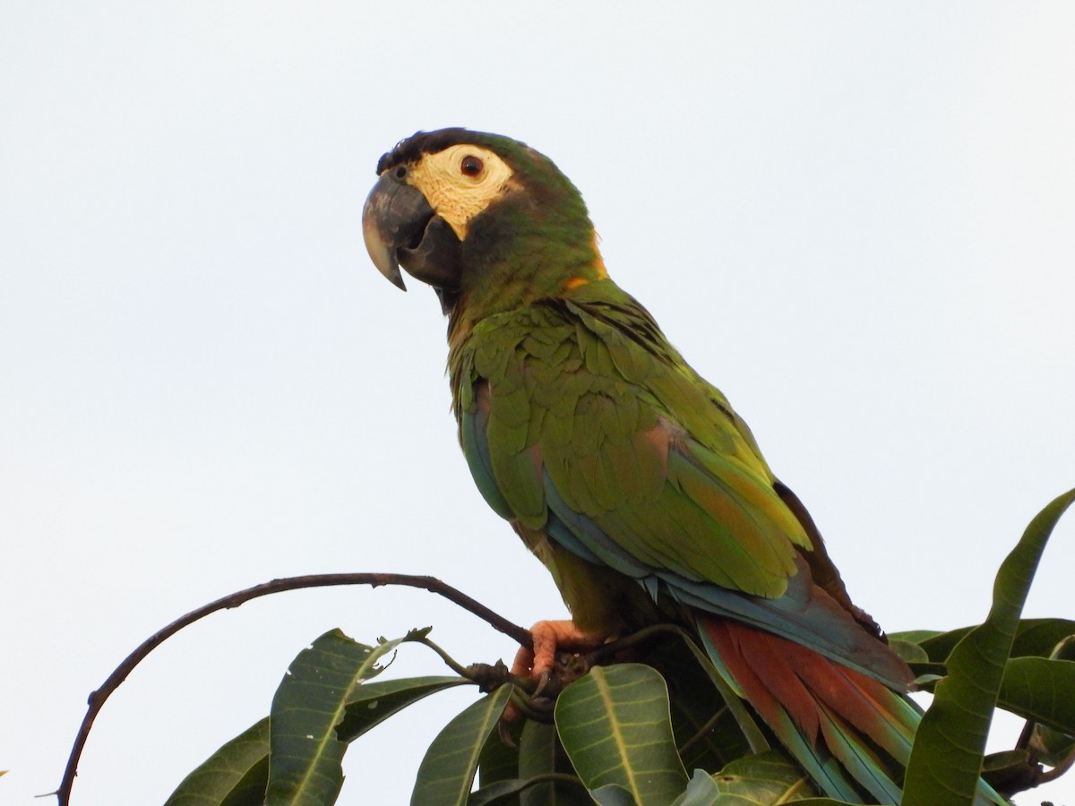 Yellow-collared Macaw - ML632439862