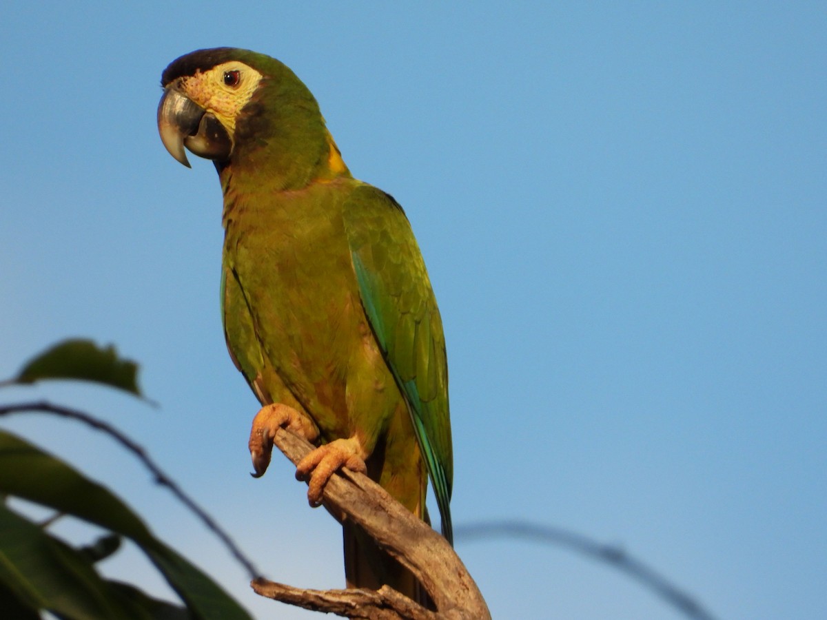Yellow-collared Macaw - ML632439863