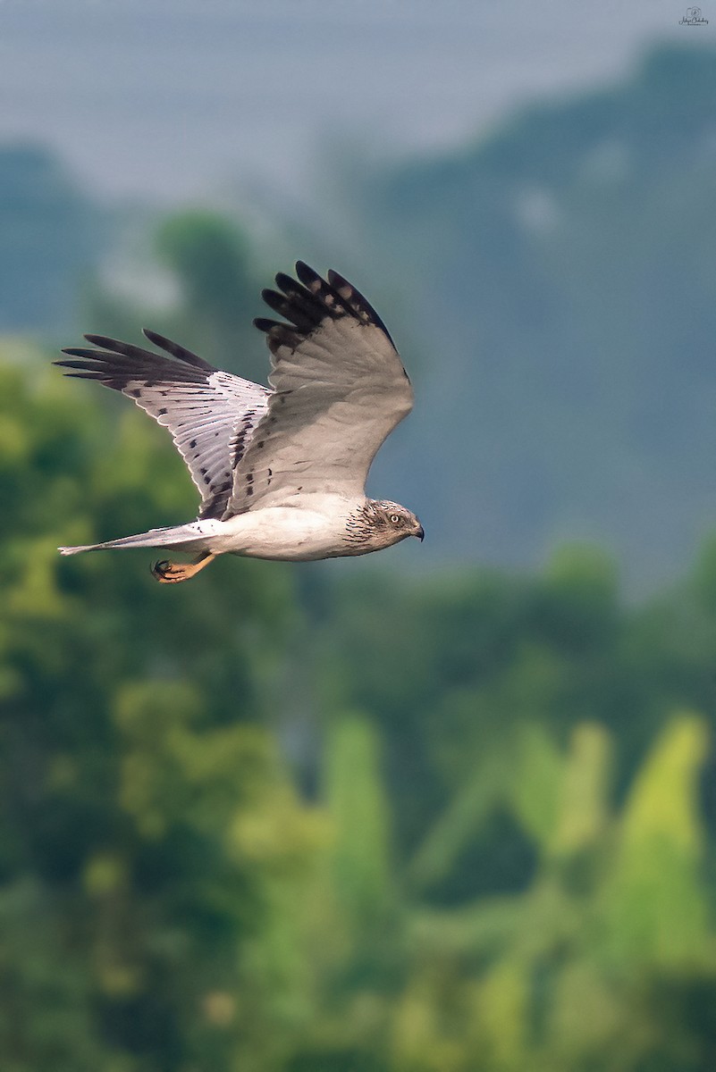 זרון סוף מזרחי - ML632440124