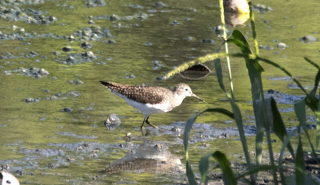 Solitary Sandpiper - ML632440336