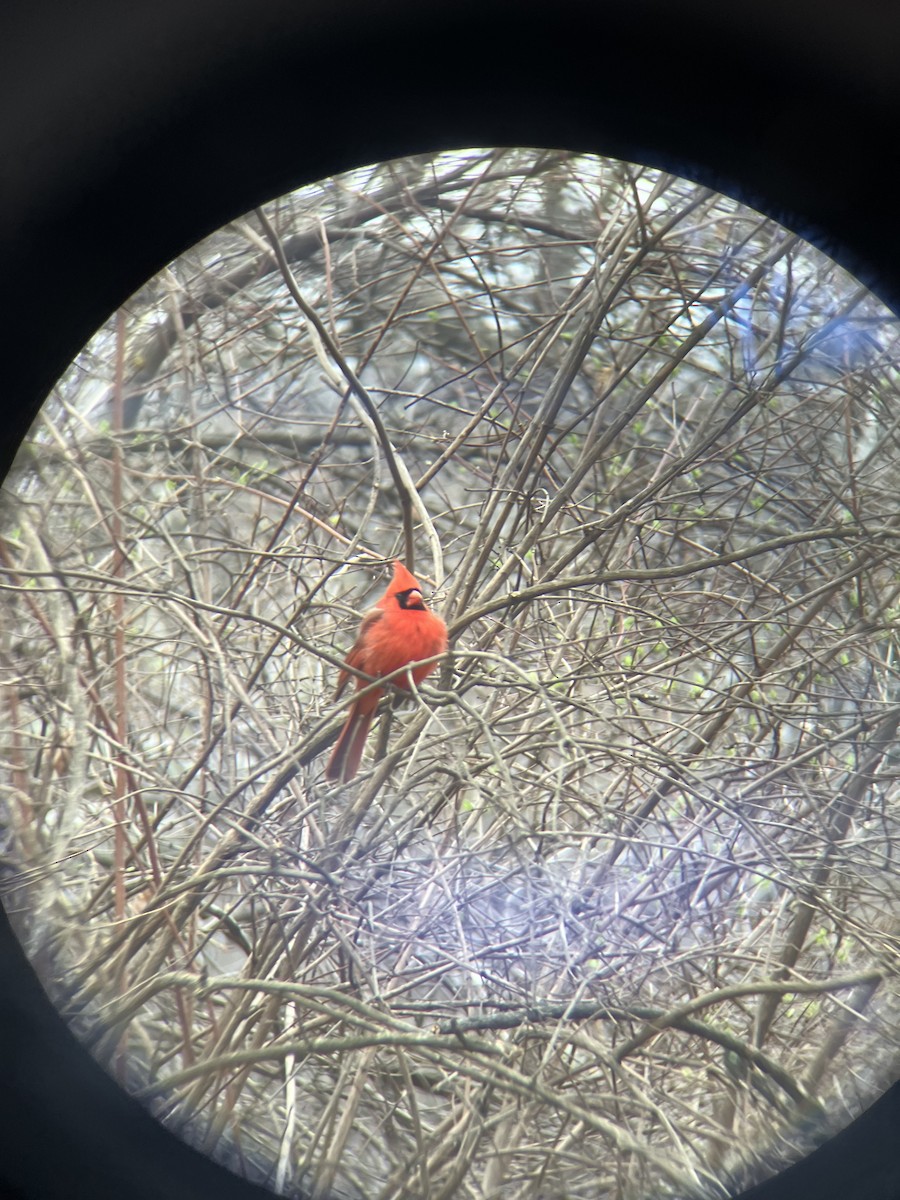 Northern Cardinal - ML632440637