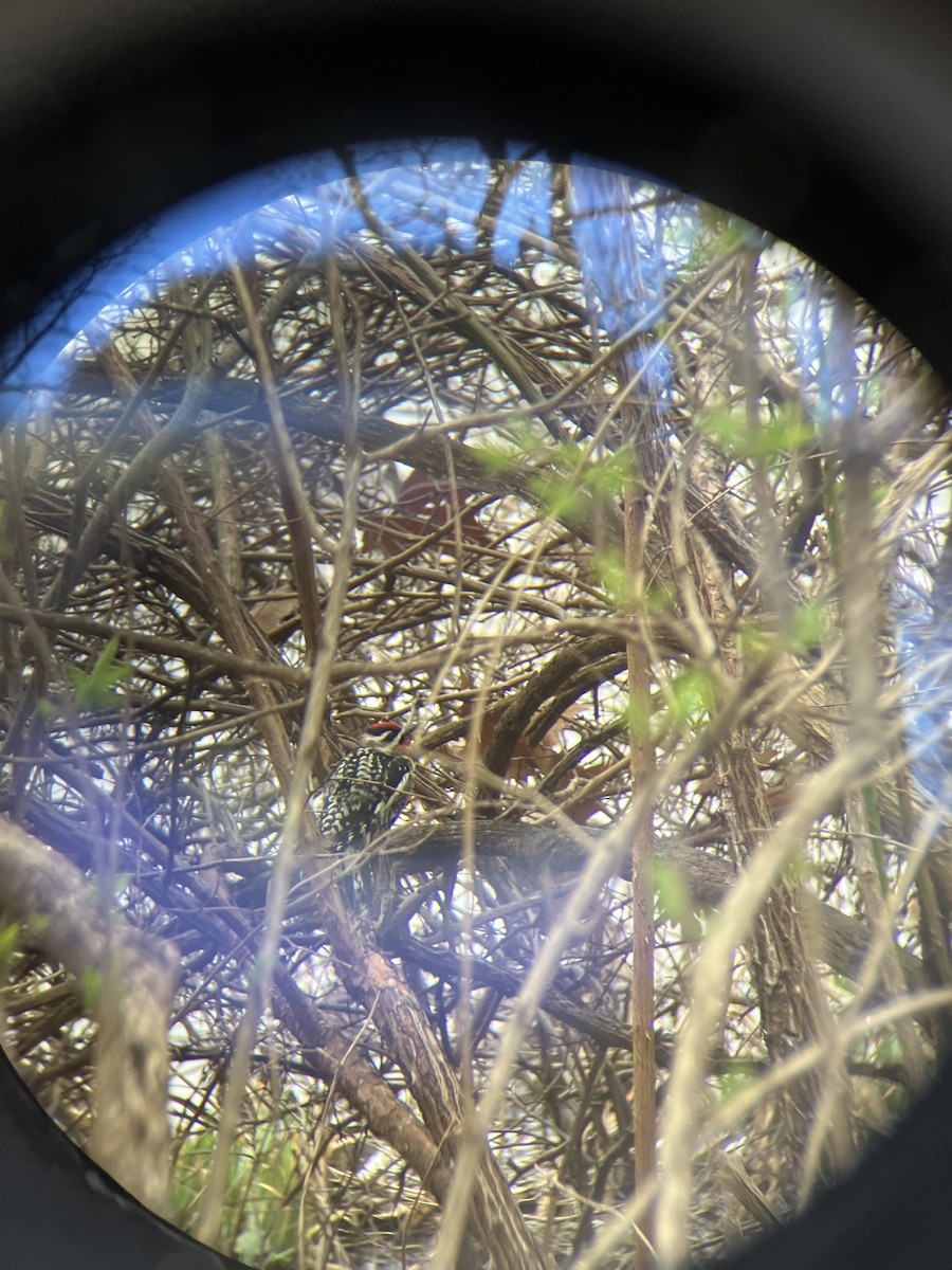 Yellow-bellied Sapsucker - ML632440640