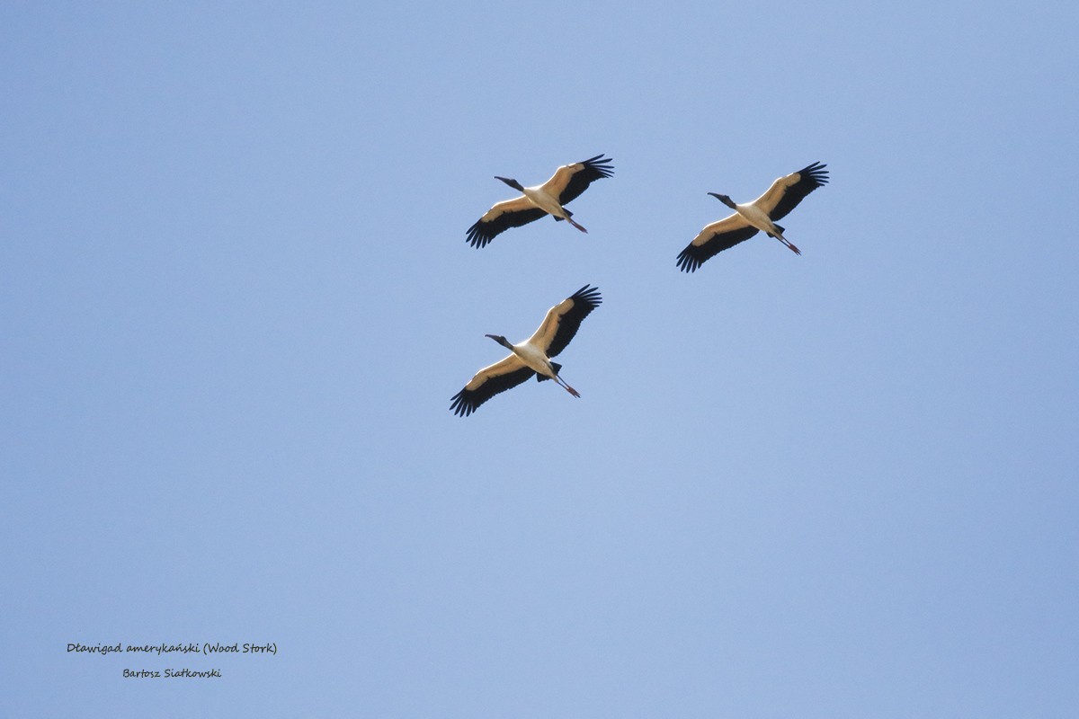 nesyt americký - ML632440647