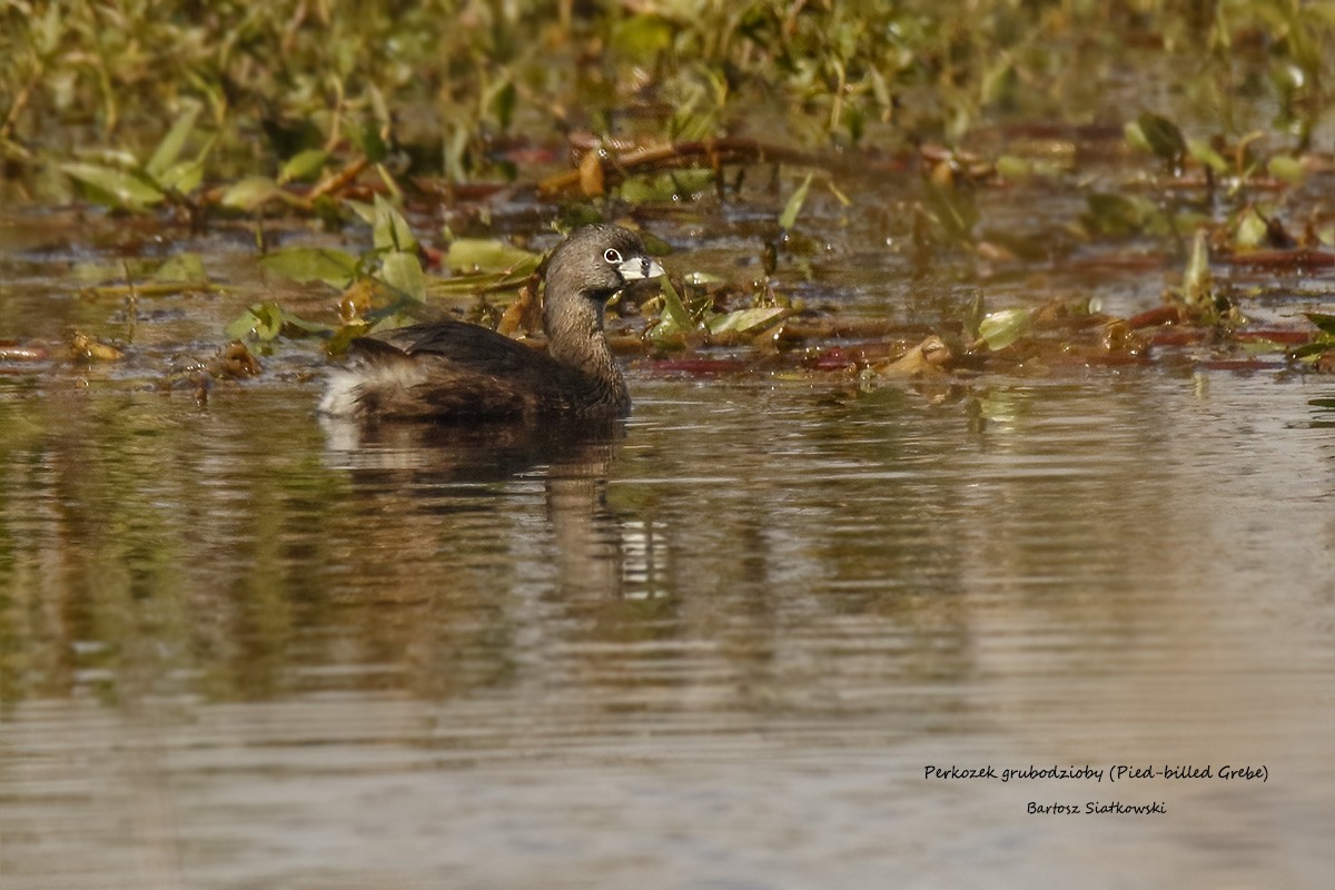 potápka americká - ML632440651