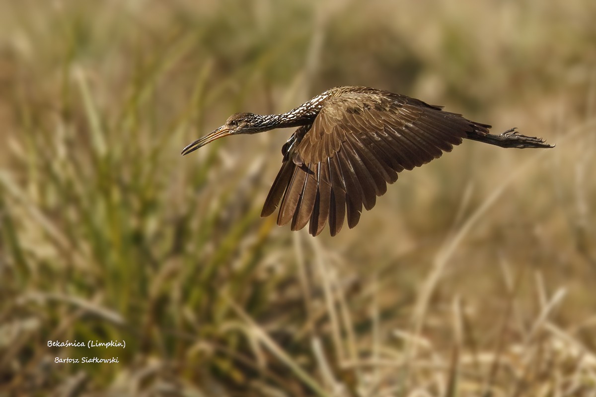 kurlan chřástalovitý - ML632440655