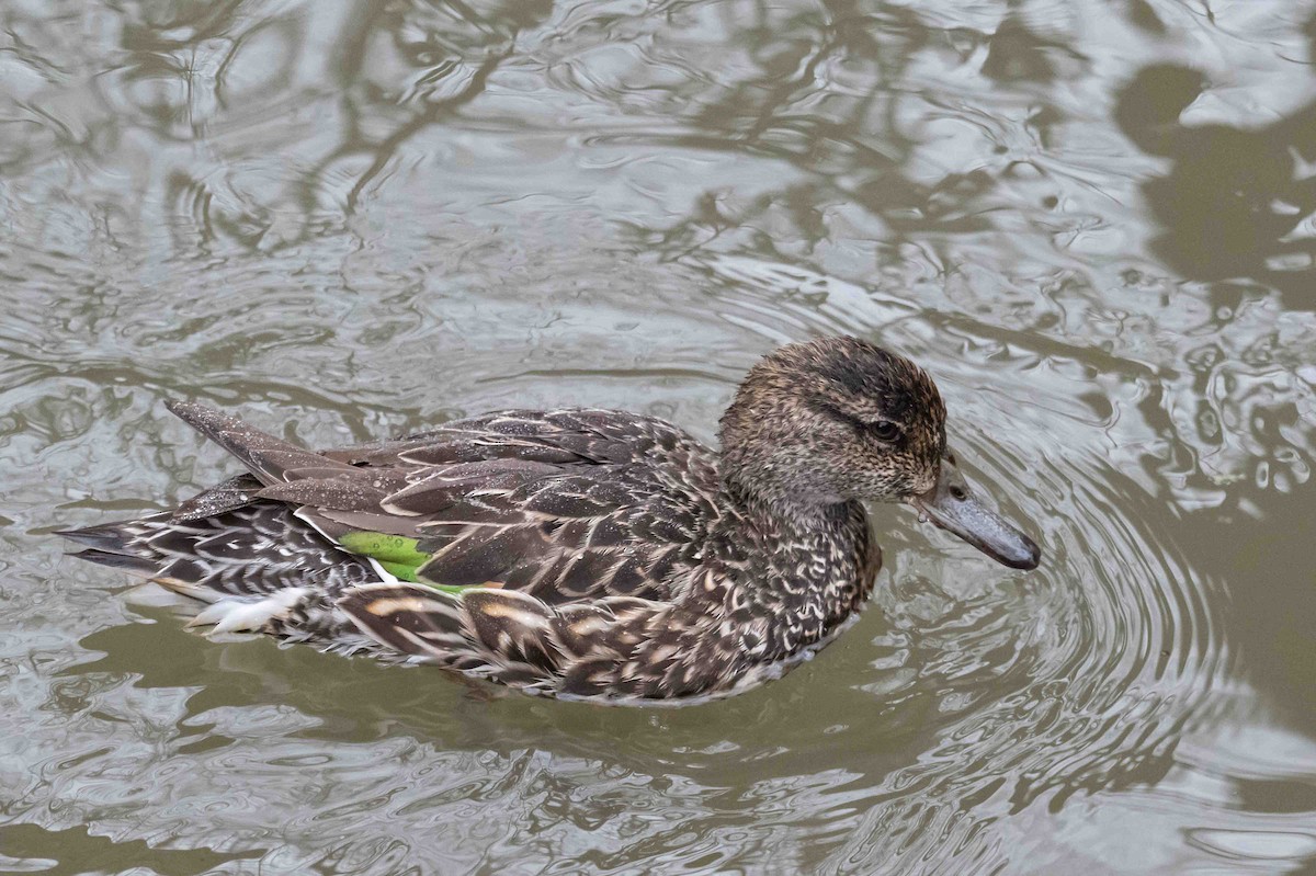 Green-winged Teal - ML632440663