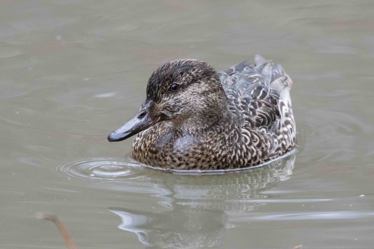 Green-winged Teal - ML632440664