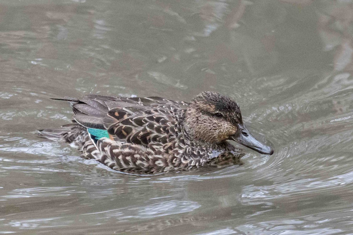 Green-winged Teal - ML632440665
