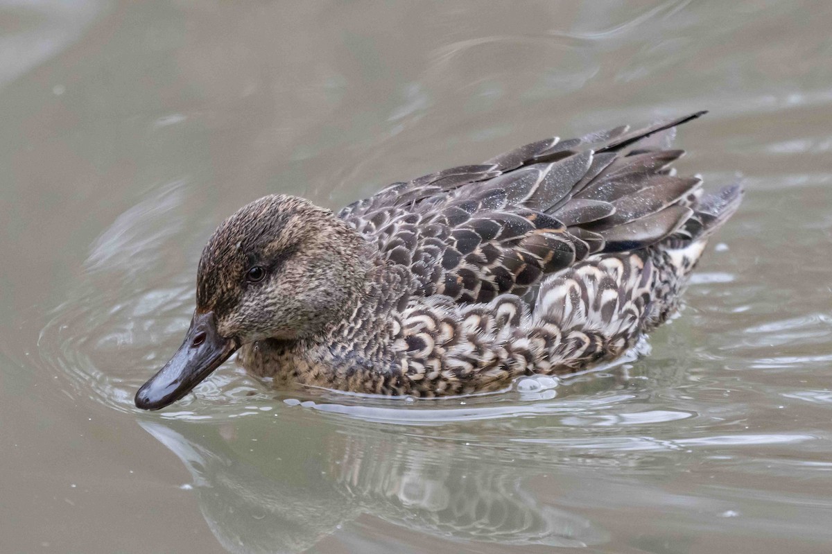 Green-winged Teal - ML632440666