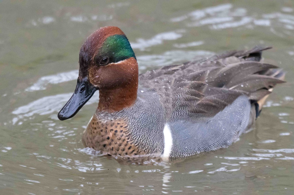 Green-winged Teal - ML632440667