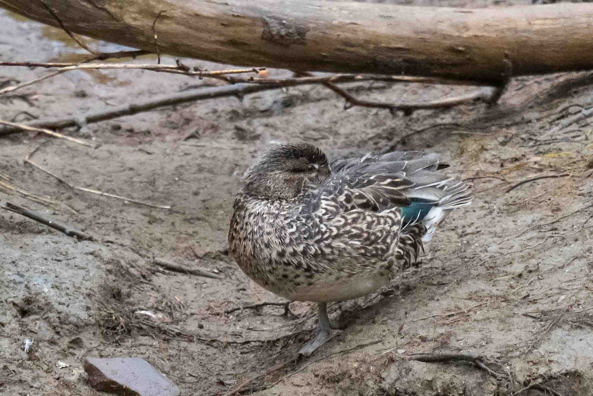 Green-winged Teal - ML632440668
