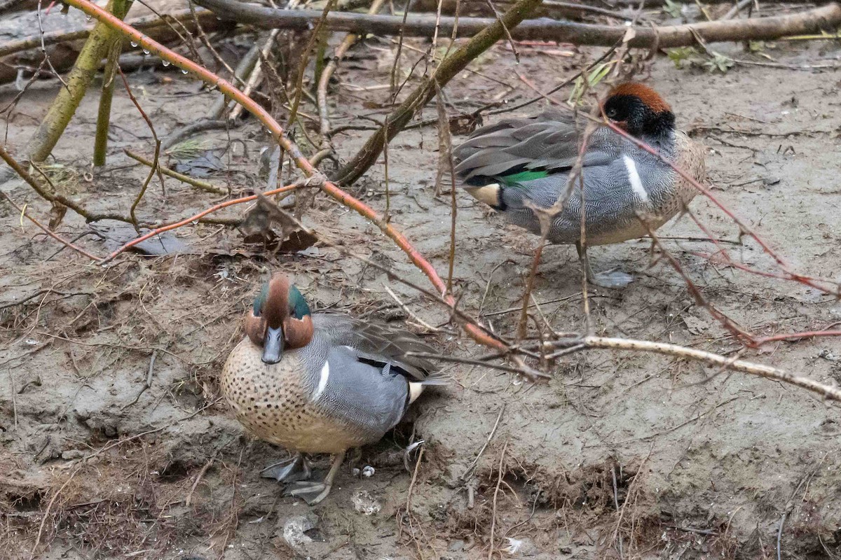Green-winged Teal - ML632440669
