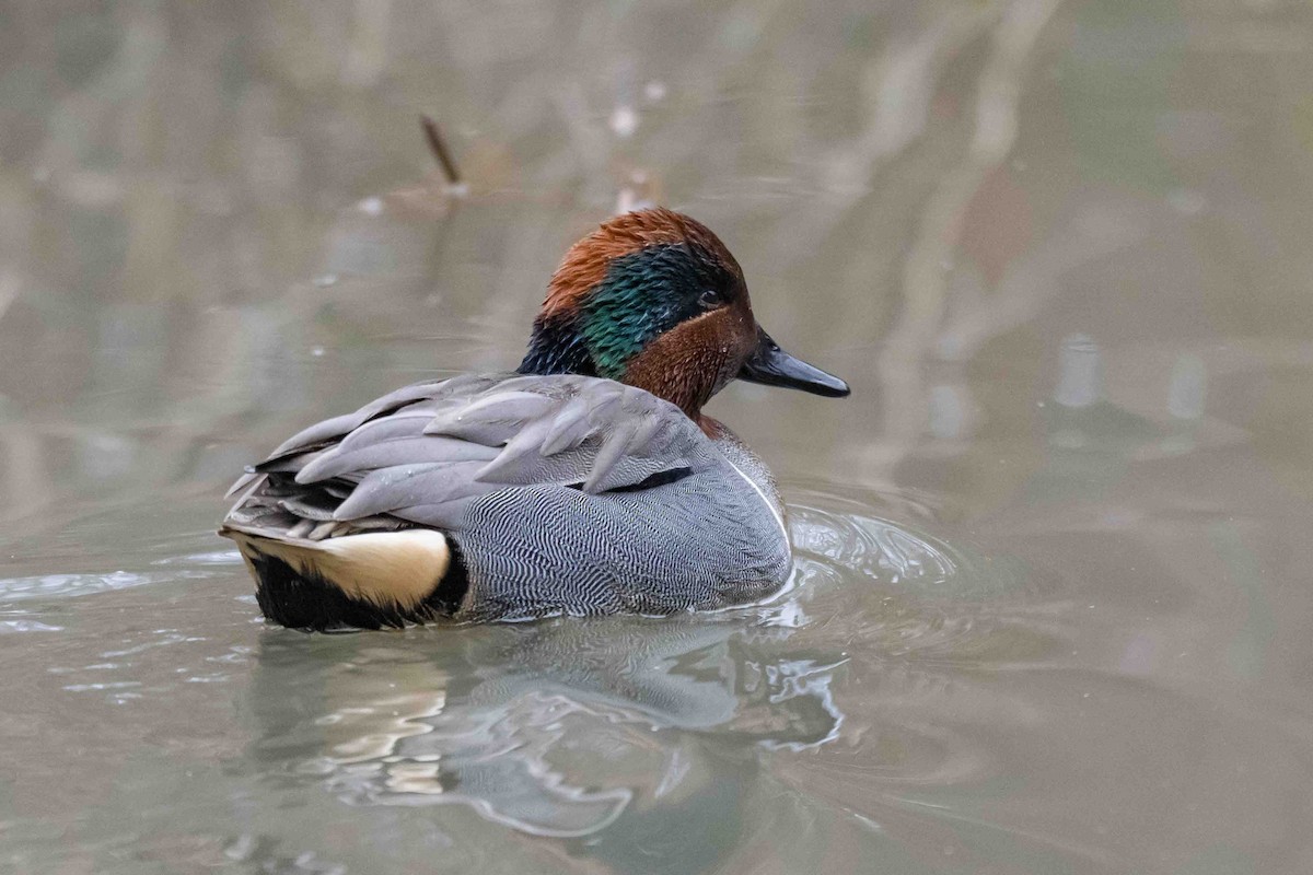 Green-winged Teal - ML632440670