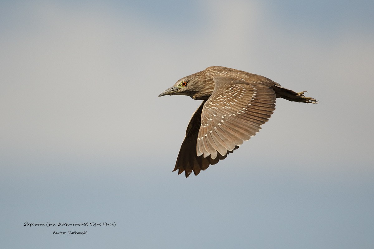 kvakoš noční - ML632440672