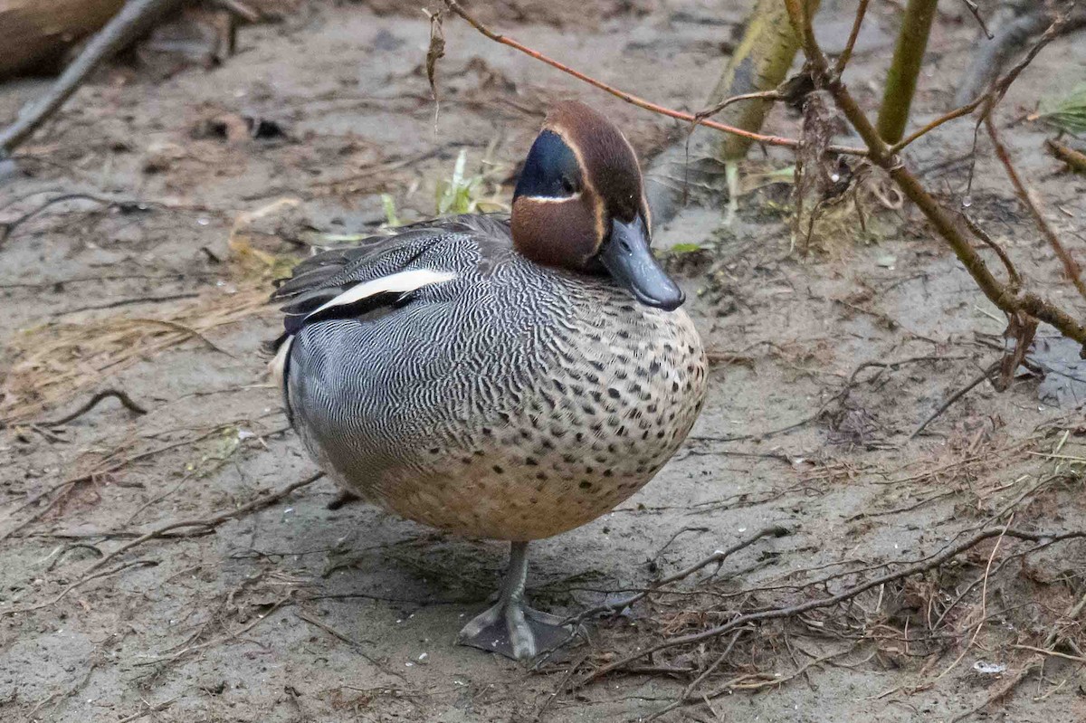 Green-winged Teal (Eurasian) - ML632440675