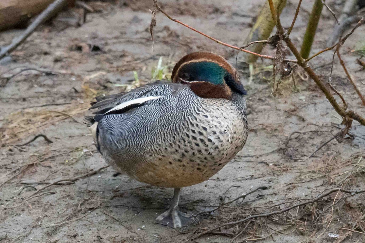 Green-winged Teal (Eurasian) - ML632440676